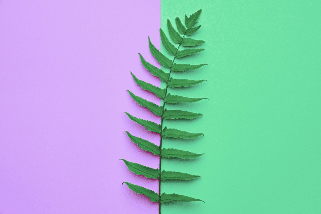 a natural fern in the centre with a lilac block and green block splitting the background